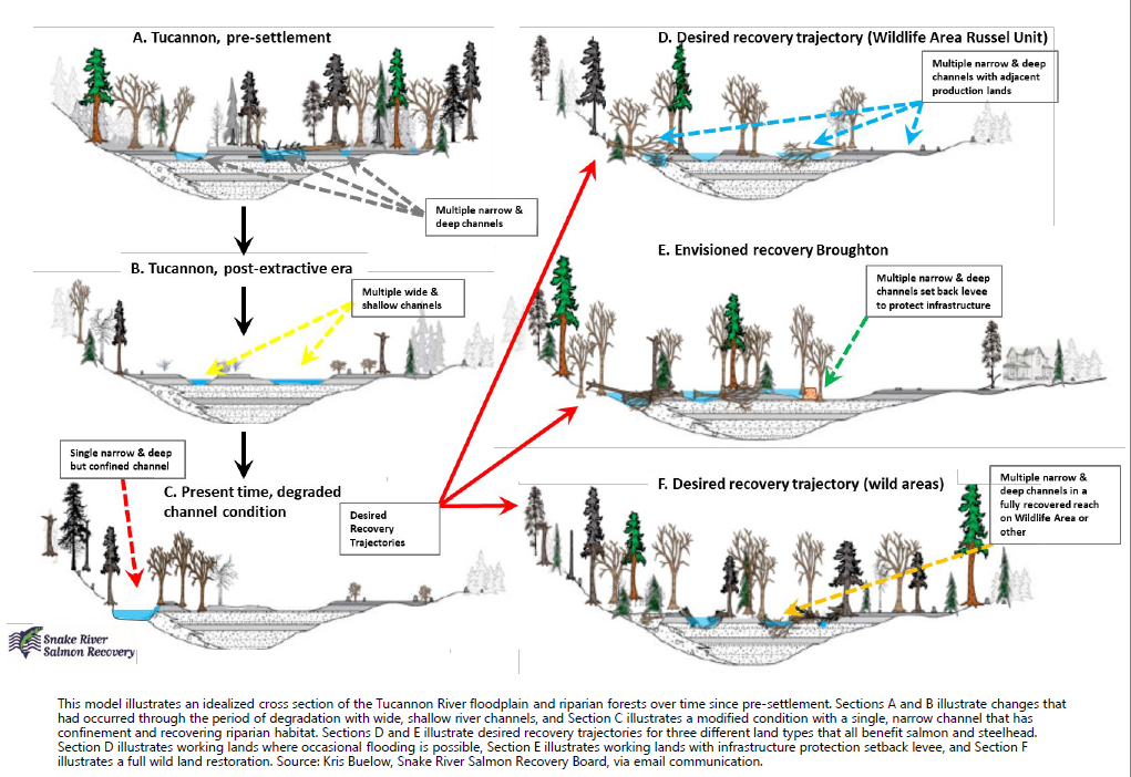 Illustrated cross-sections showing historical and desired recovery trajectories of a river's floodplain over time for salmon habitat restoration.