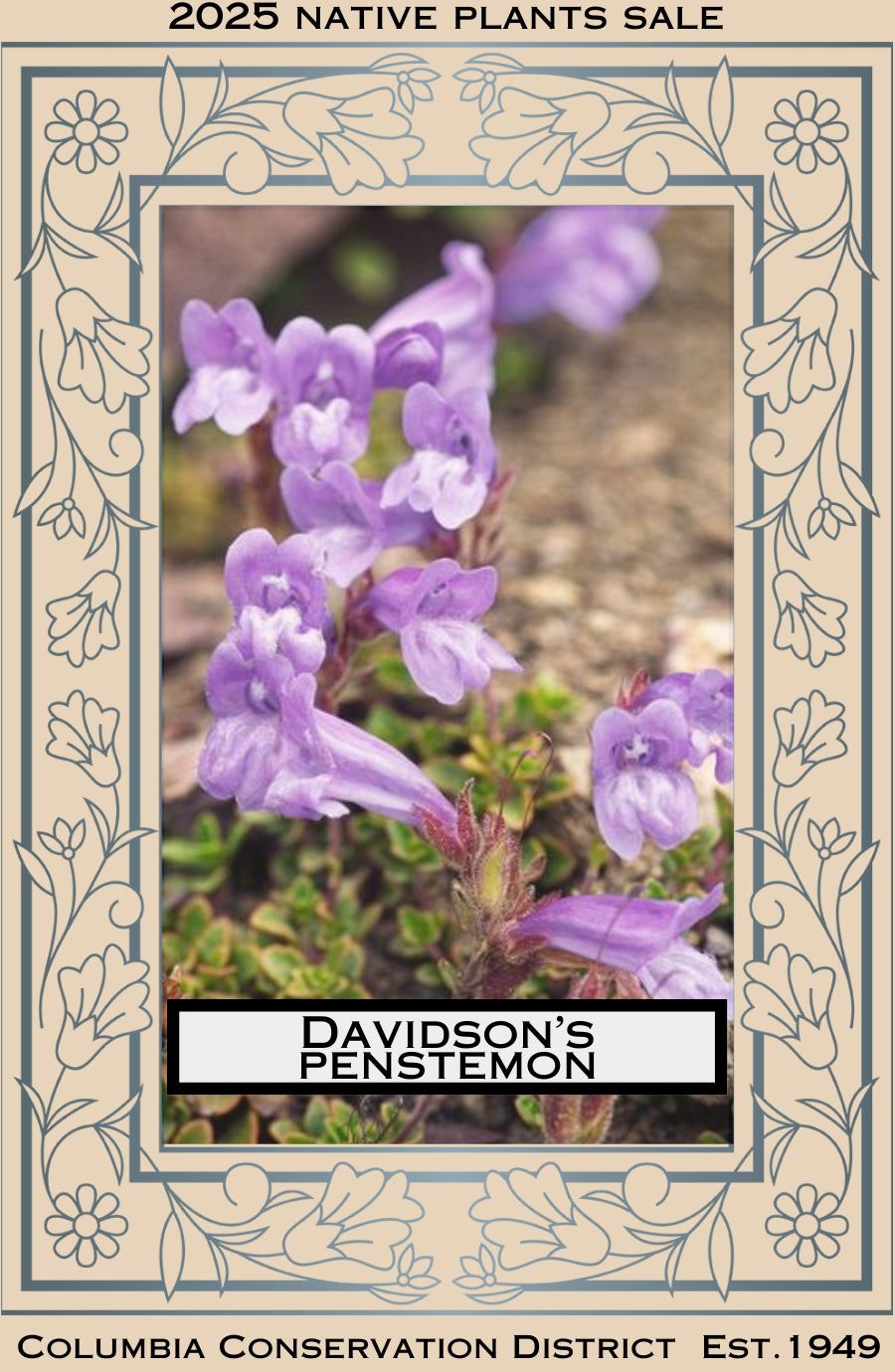 Purple Davidson’s Penstemon flowers on a 2025 native plants sale poster by Columbia Conservation District.