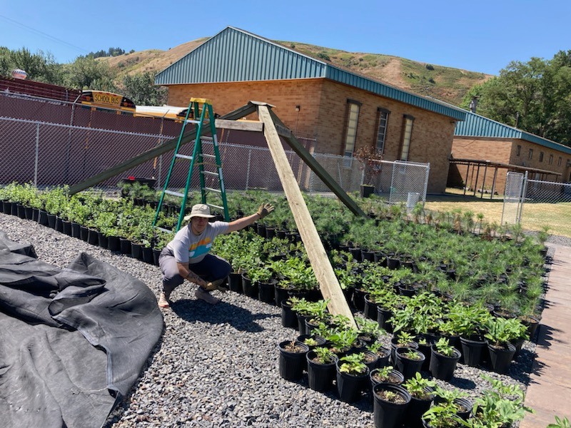 A person squatting in a greenhouse nursery with many plants, near a ladder and fabric-covered soil, under a sunny sky.