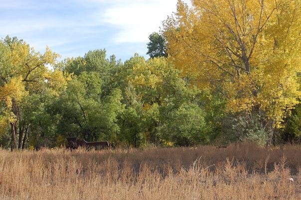 trees turning yellow in the fall