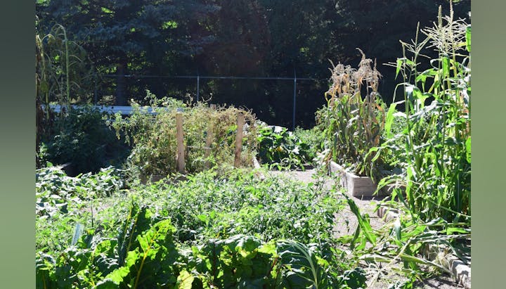 Ash Street Community Garden in the summer