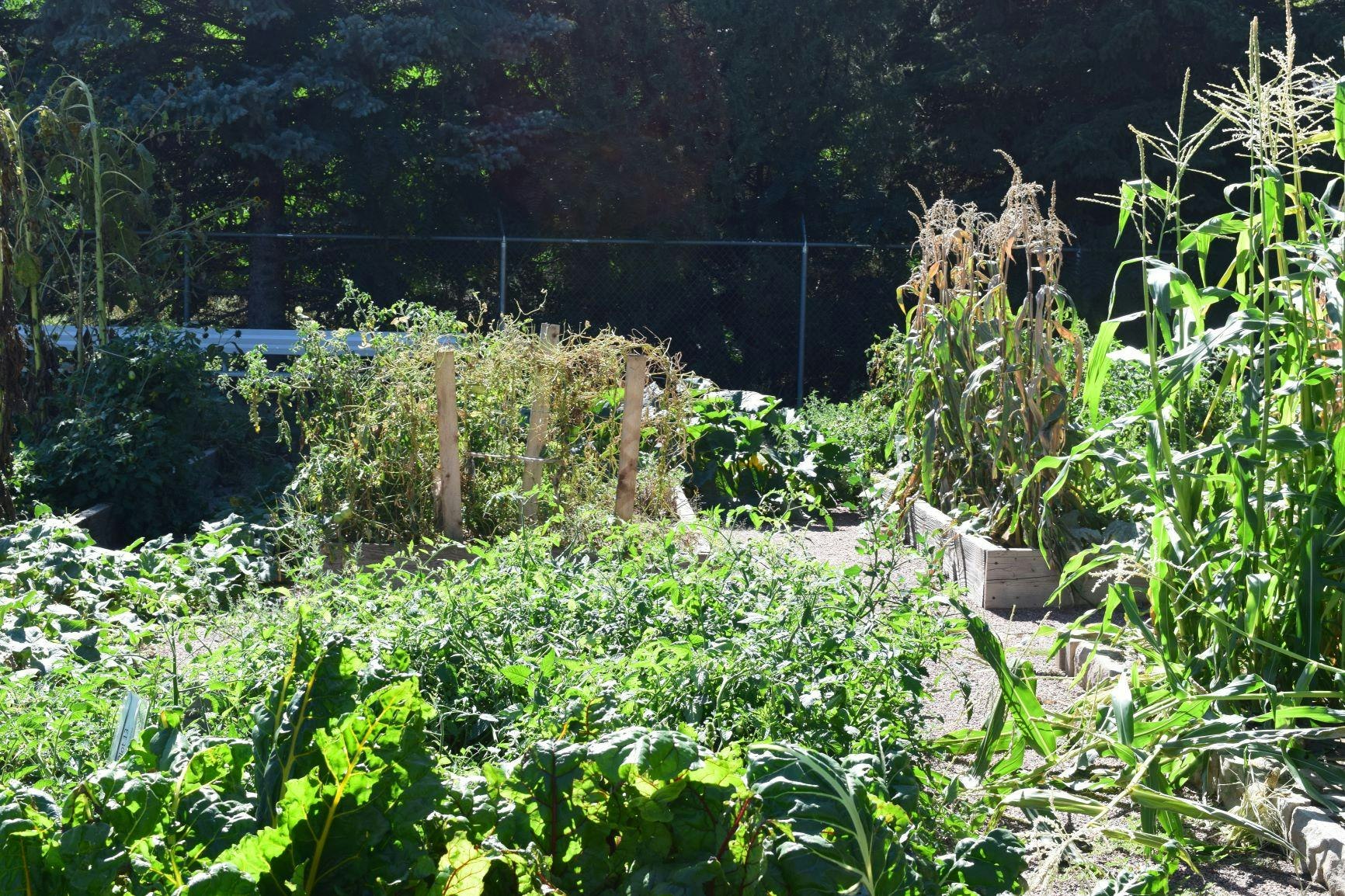 Ash Street Community Garden in the summer