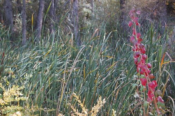 photo of reeds and flowers