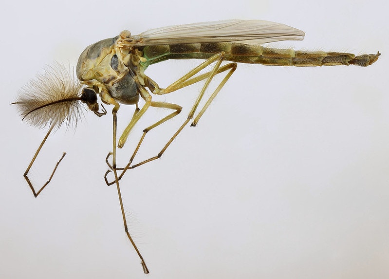 A non-biting midge
