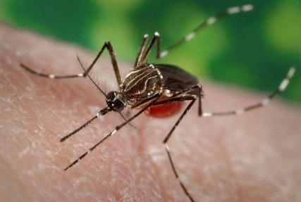 May contain: mosquito, insect, invertebrate, and animal