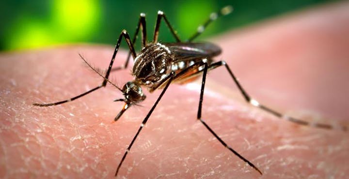 May contain: mosquito, insect, invertebrate, and animal