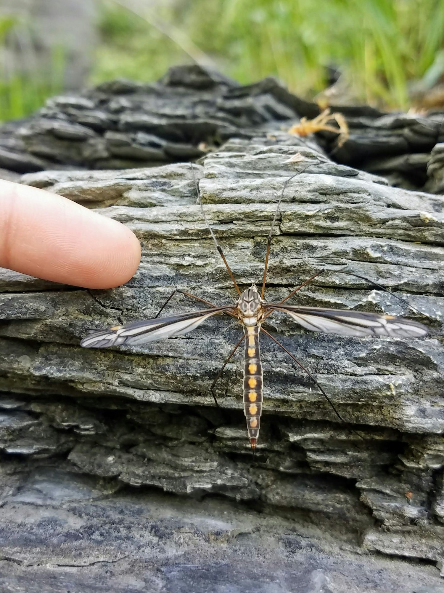Cranefly
