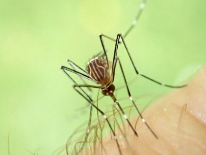 May contain: mosquito, invertebrate, animal, and insect