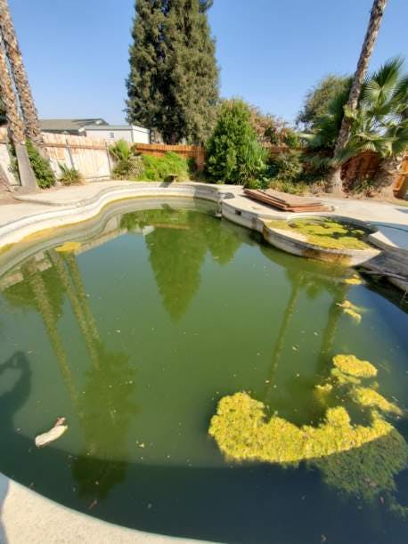 Full green, unmaintained swimming pool