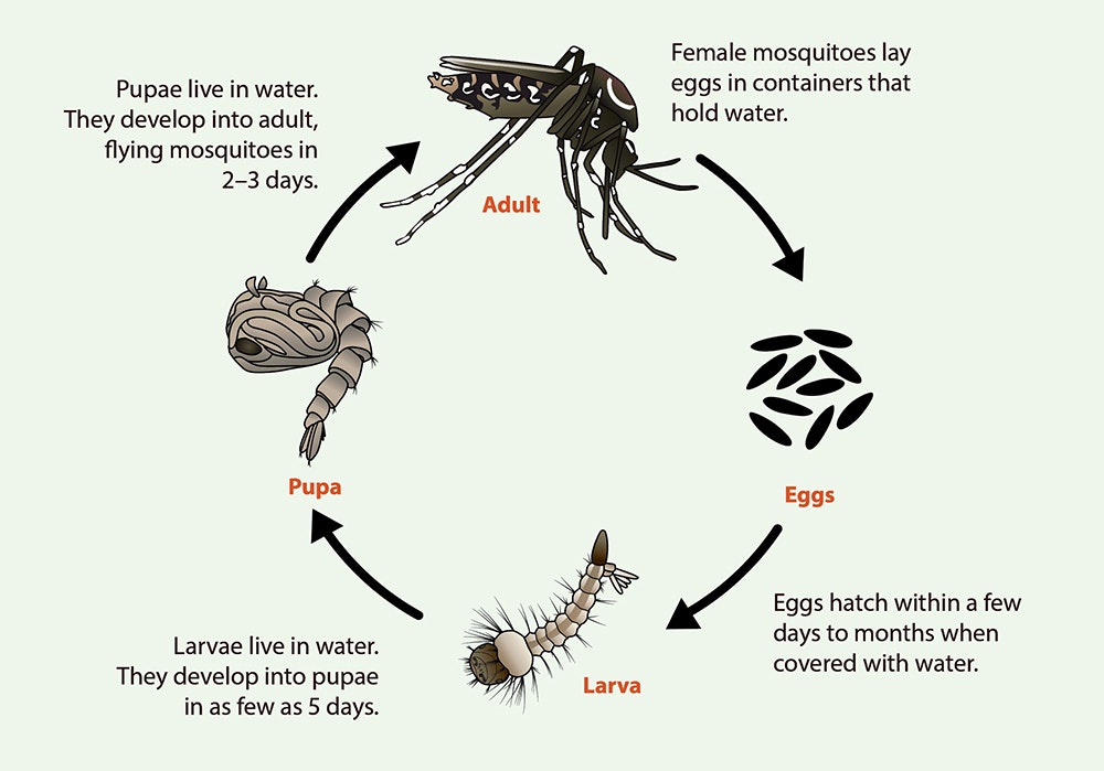 Aedes mosquito lifecycle