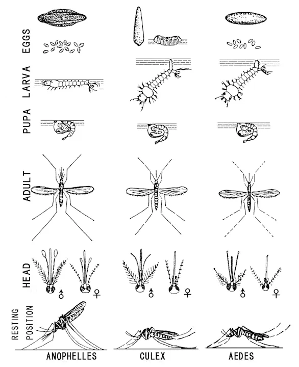 A pictorial guide for Aedes, Culex, and Anopheles mosquito life stages