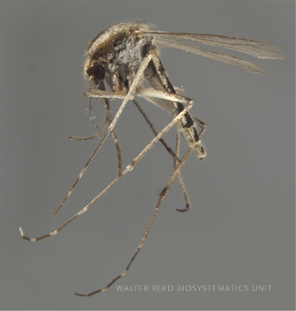 May contain: insect, invertebrate, animal, and mosquito