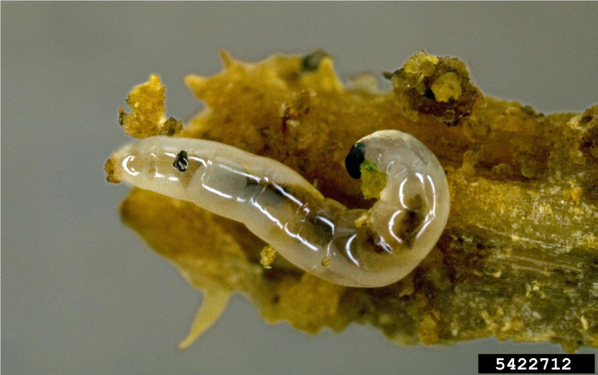 May contain: midge larva, insect
