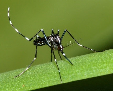 May contain: mosquito, insect, invertebrate, and animal
