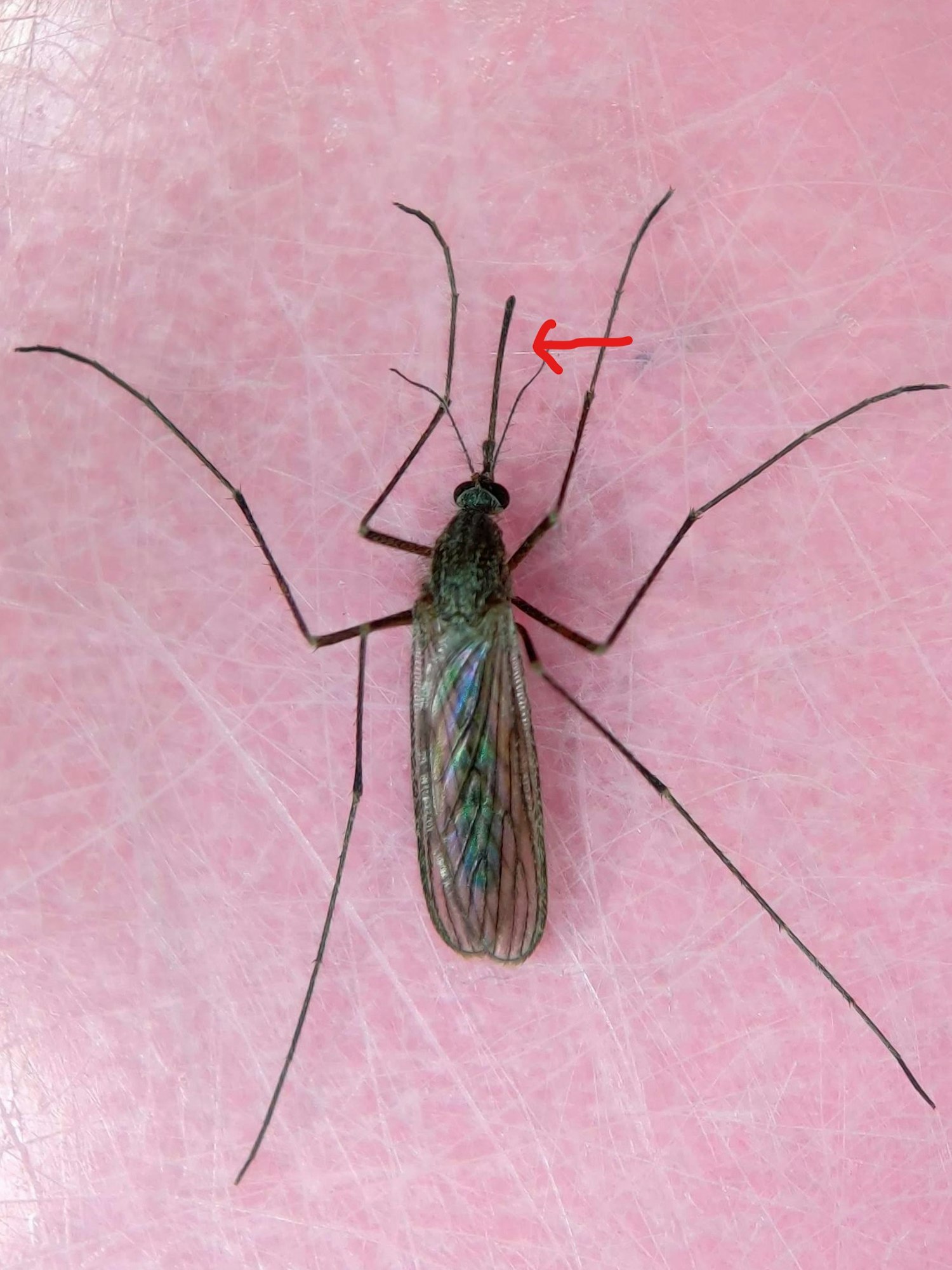 May contain: insect, animal, invertebrate, and mosquito