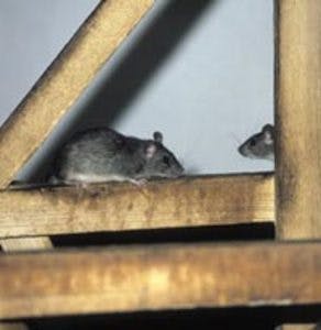 Roof rats in attic
