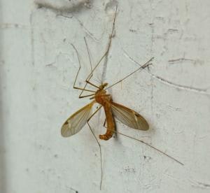 Cranefly.