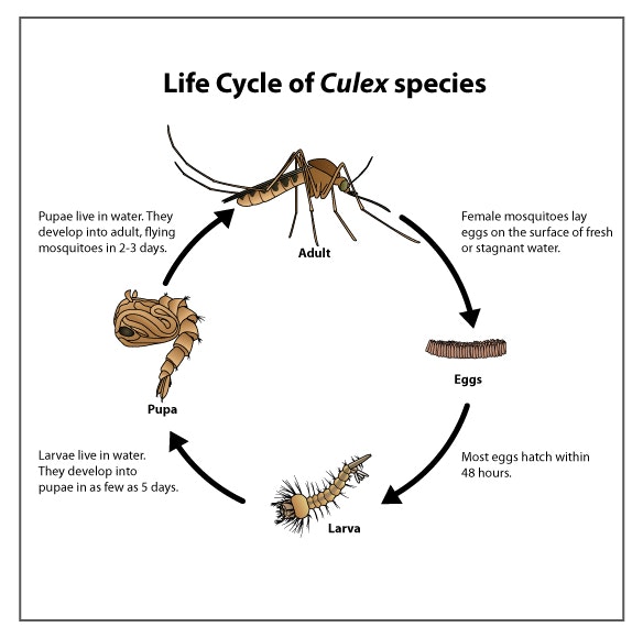 Culex mosquito lifecycle