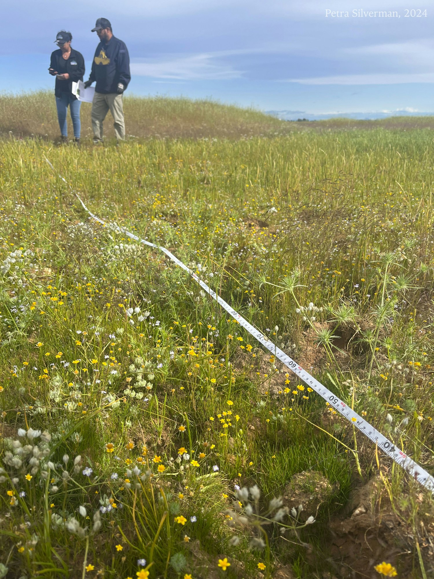 Two people in a field with wildflowers and a measuring tape on the ground.