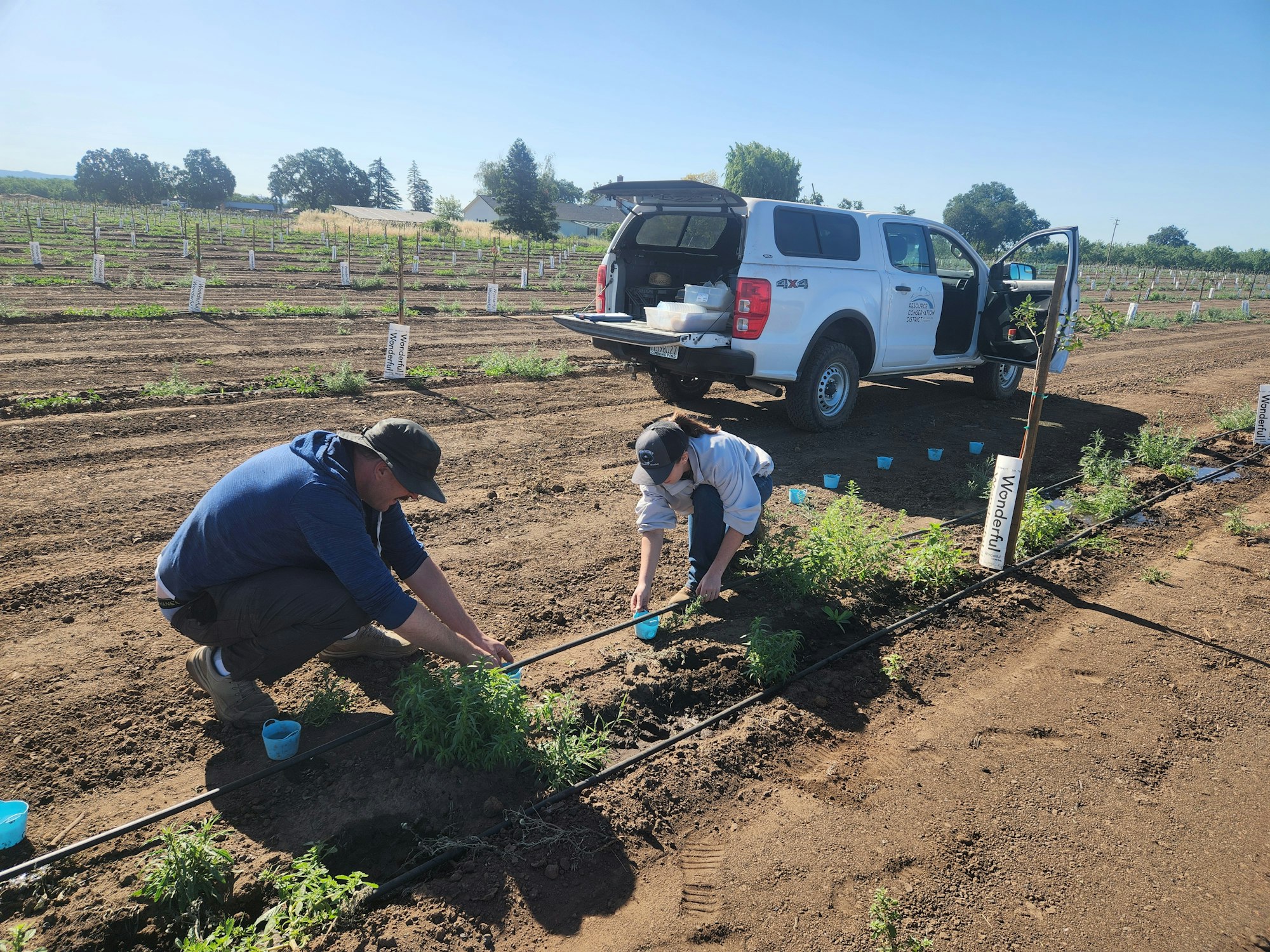 Two people tending plants in a field beside an open truck, with young trees planted in rows.