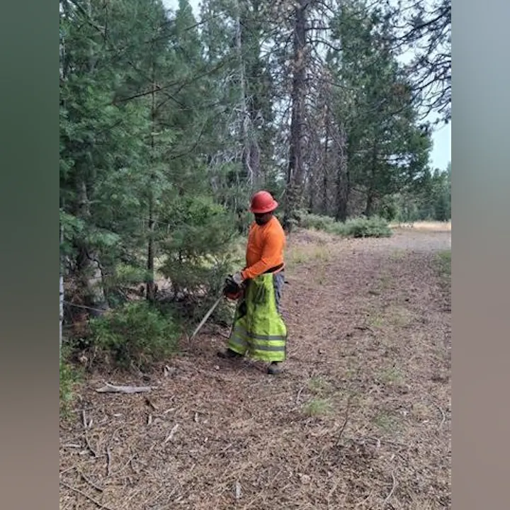 A person in safety gear is using a tool to trim bushes in a wooded area, surrounded by trees.