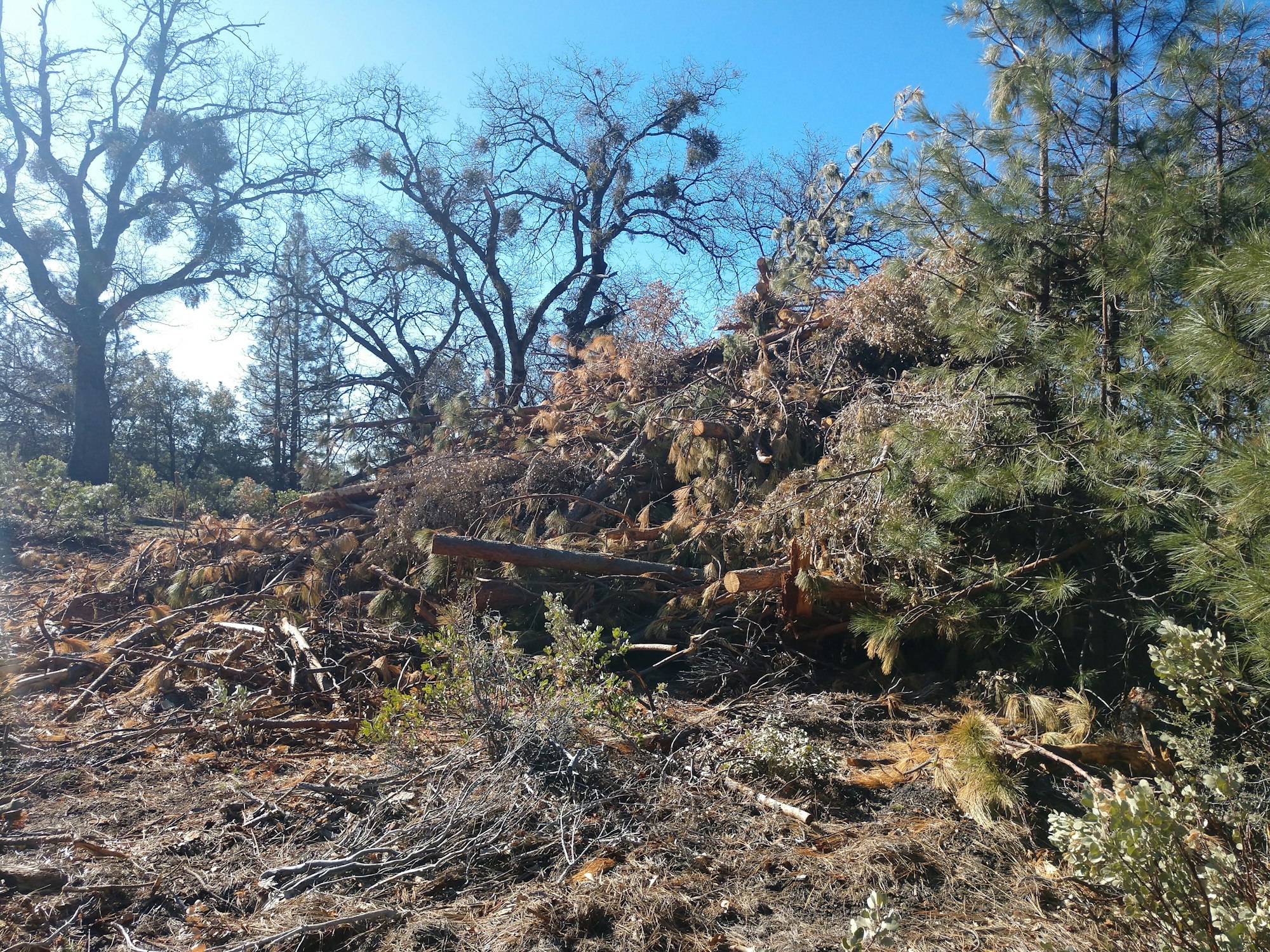 May contain: ground, tree, and plant