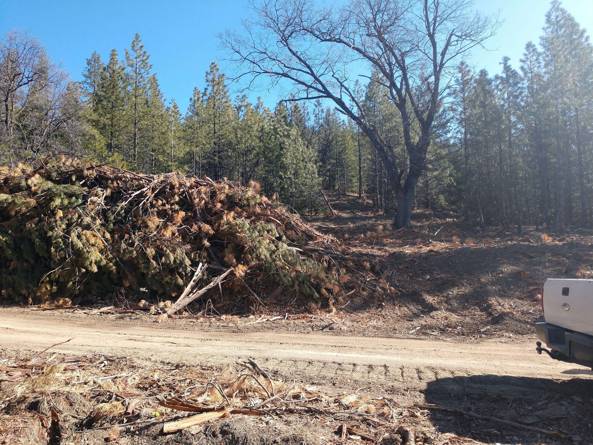 May contain: ground, gravel, dirt road, road, tree, plant, fir, and abies
