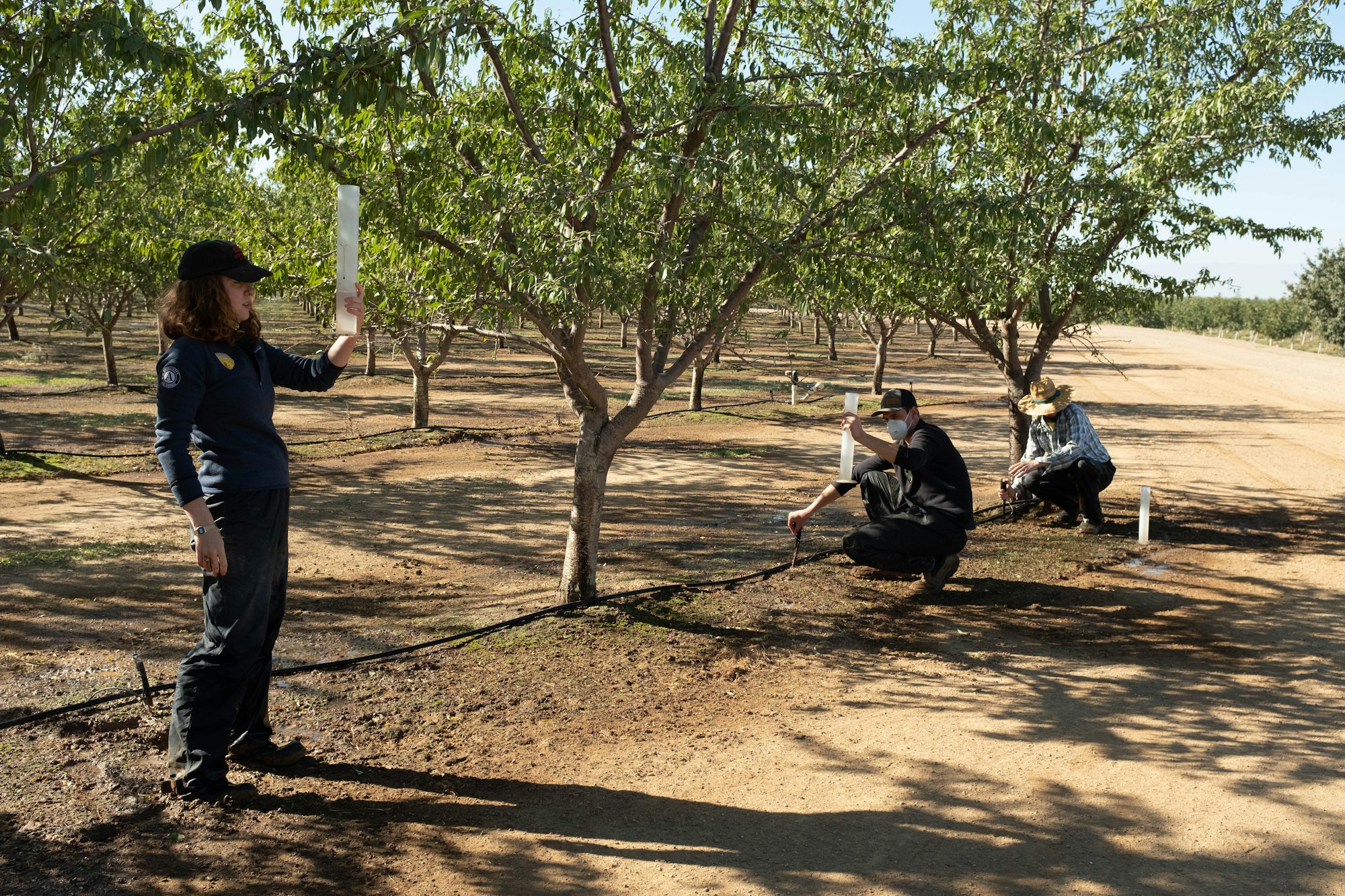 People working in an orchard, measuring and monitoring plants, with trees and a dirt path in the background.