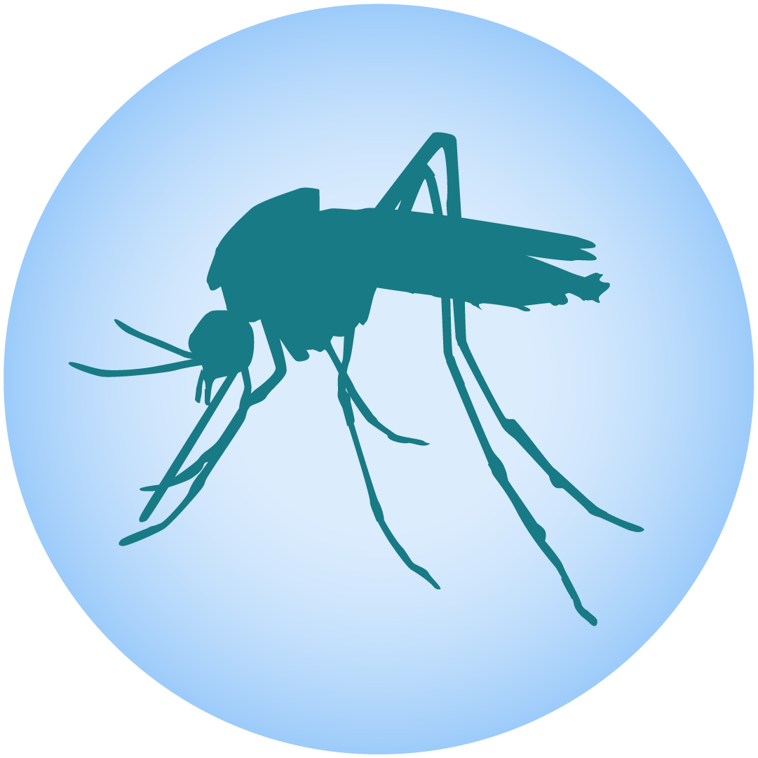 May contain: animal, insect, invertebrate, and mosquito