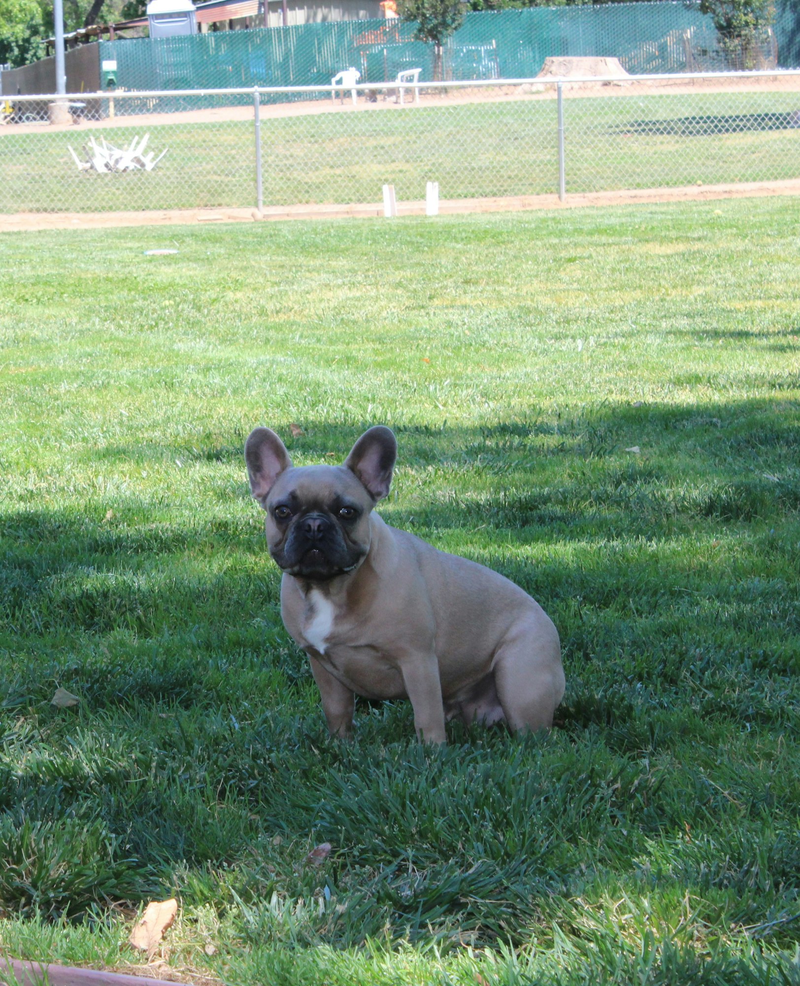 May contain: canine, bulldog, pet, dog, mammal, animal, and french bulldog