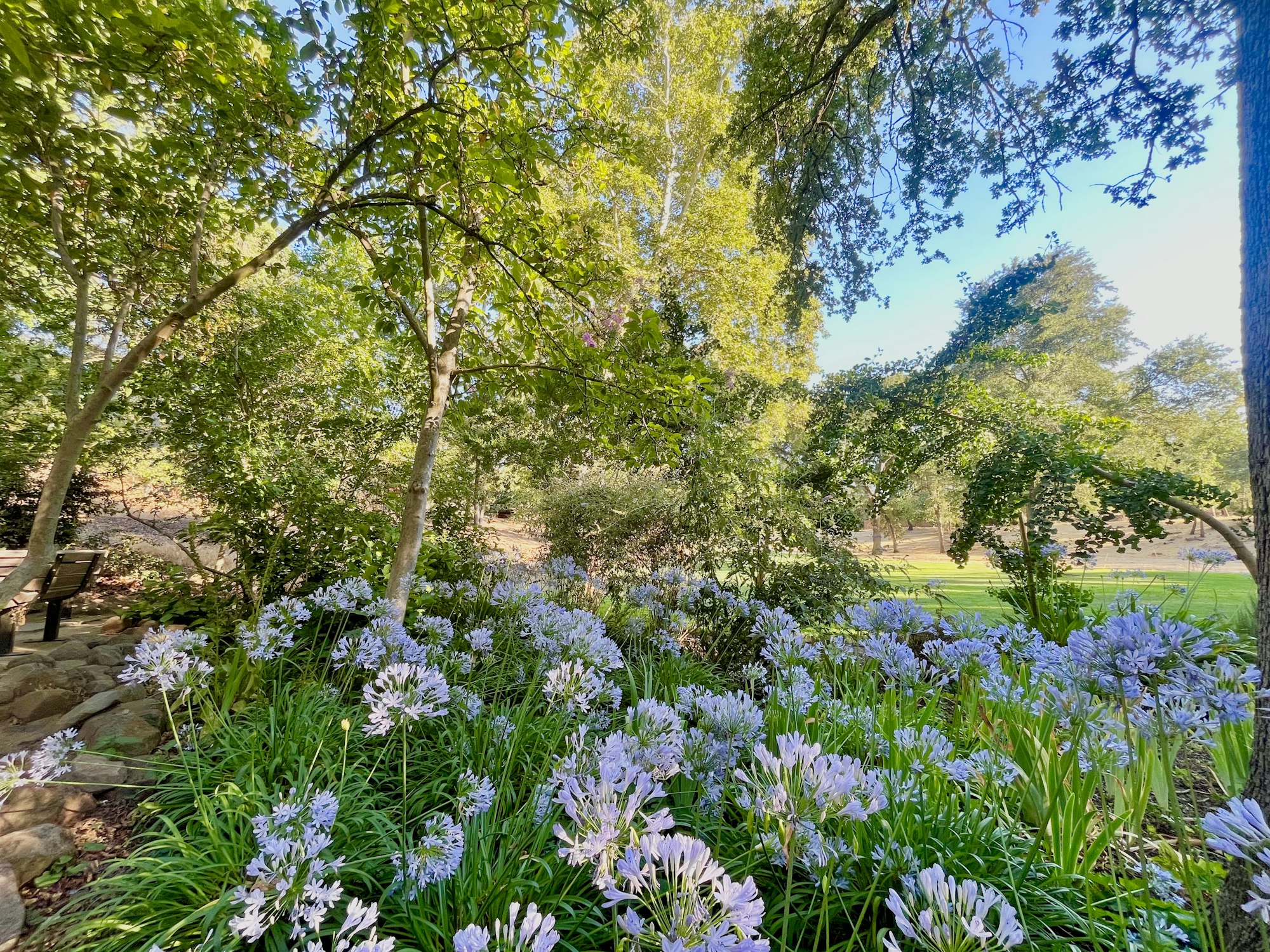 A lush green garden with trees and blooming purple flowers under a sunny sky.
