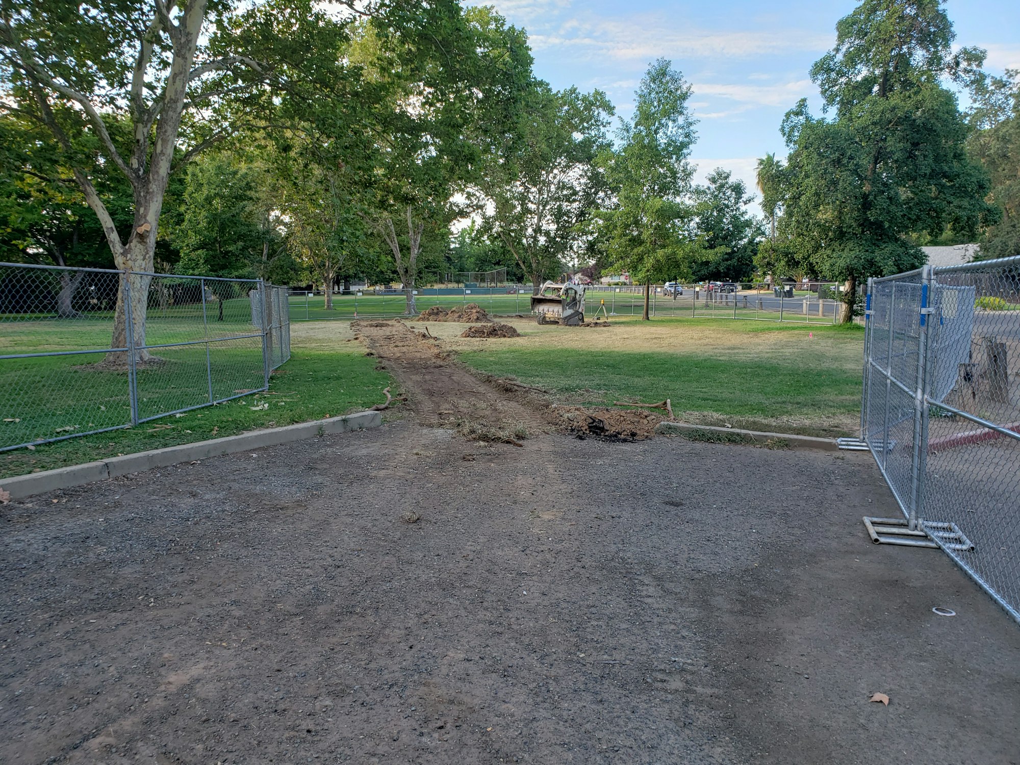 May contain: plant, tree, asphalt, tarmac, road, and furniture