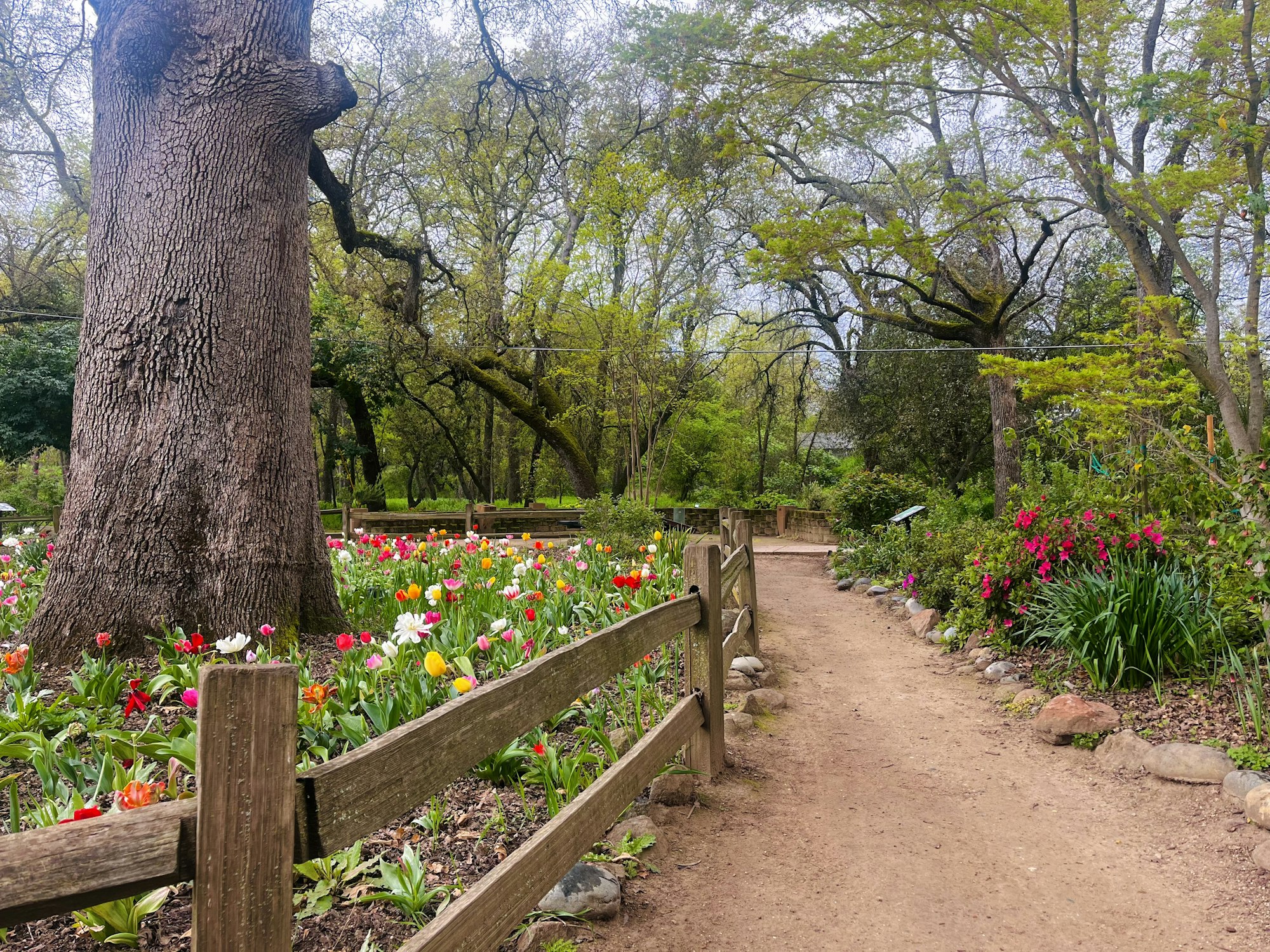 A garden path with flowering plants, a large tree, wooden fence, and lush greenery.