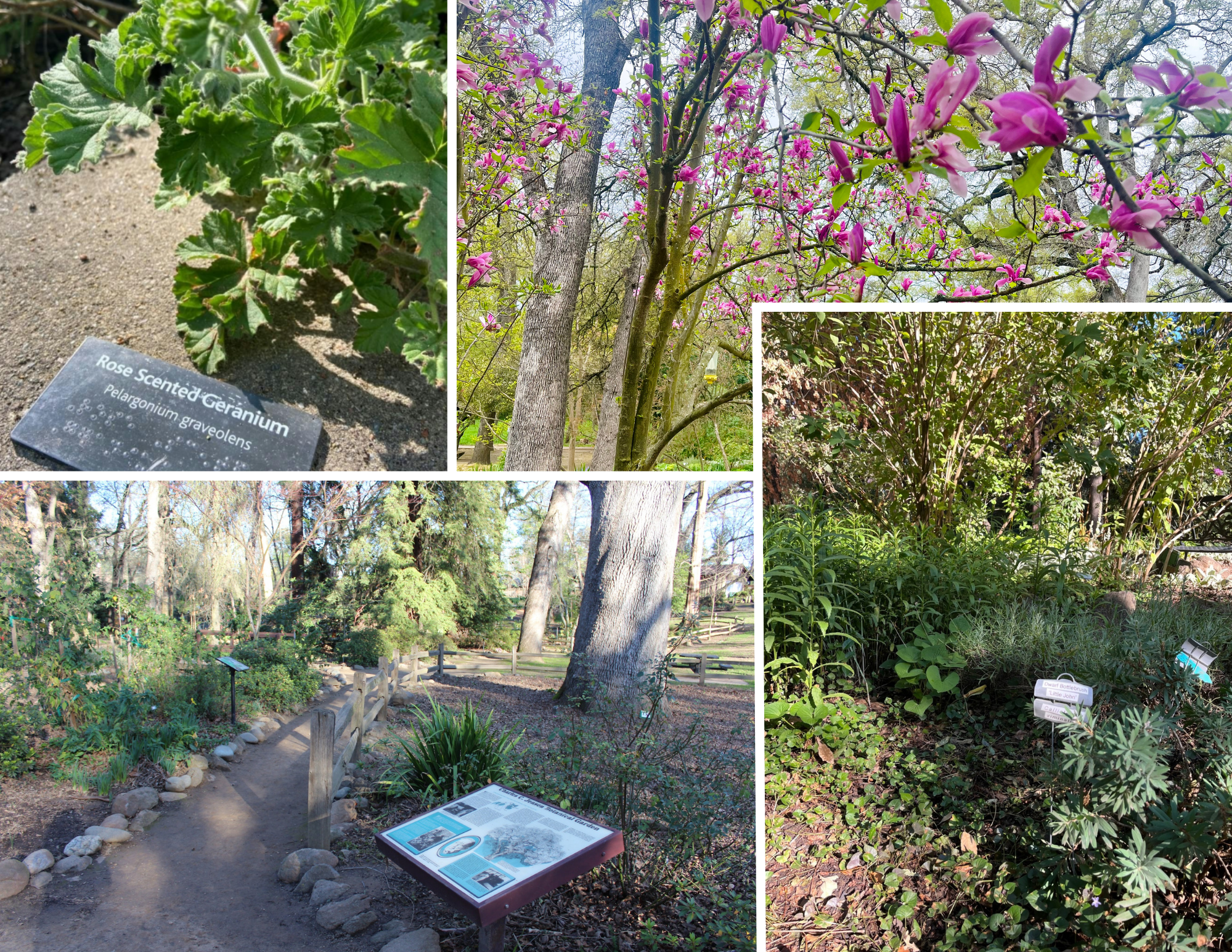 The image showcases a botanical garden featuring various plants, including a rose-scented geranium and blooming trees.