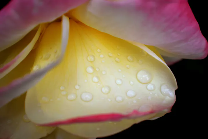 A close-up of a flower petal with droplets of water on a soft yellow surface, touched by pink edges.