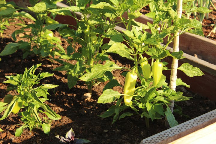 Community Garden: Peppers growing in a planter box