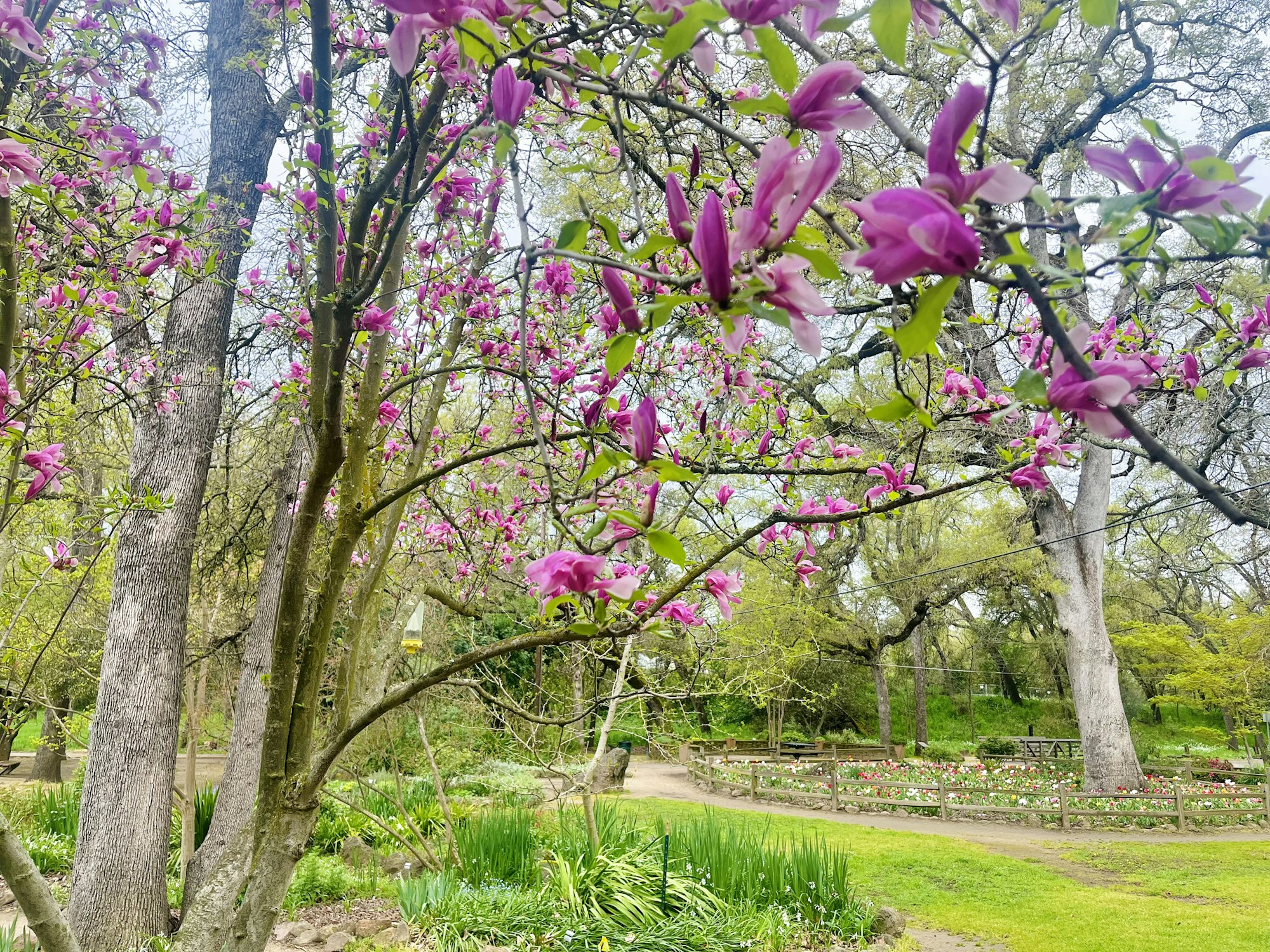 A vibrant garden with pink blossoms on trees, lush greenery, and a pathway leading through the peaceful scenery.