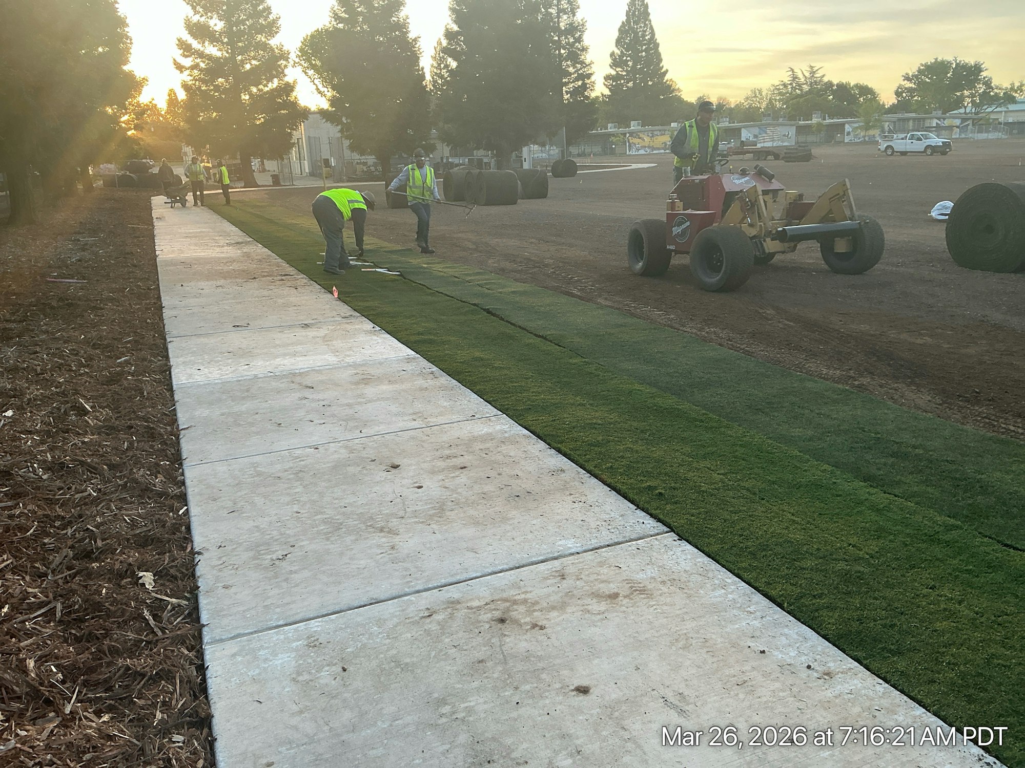 Workers lay sod along a pathway, with machinery in the background and trees lining the area during early morning light.
