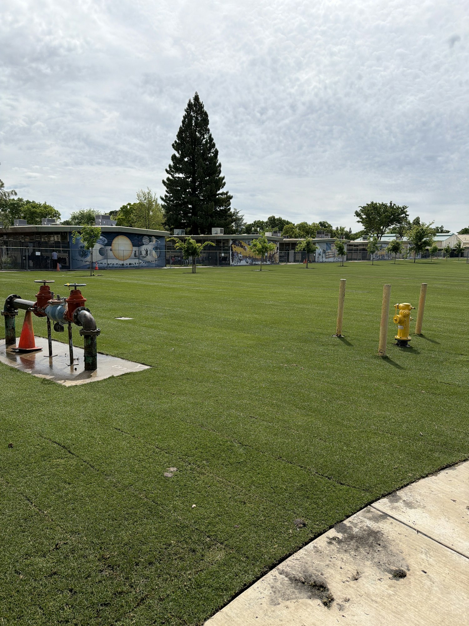 A grassy area with fire hydrants, utility connections, a tall tree, and a mural-covered building in the background.
