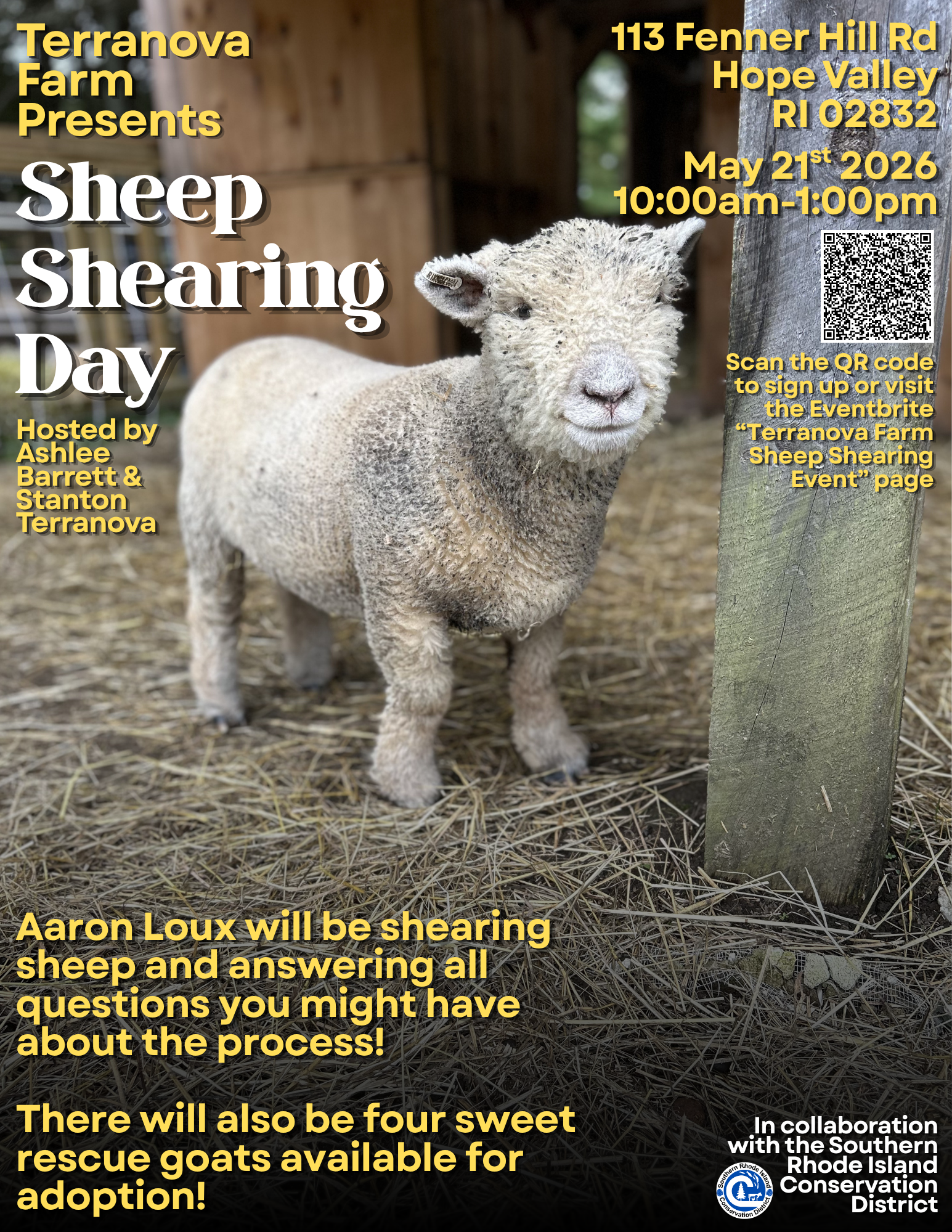 May contain: animal, livestock, mammal, and sheep