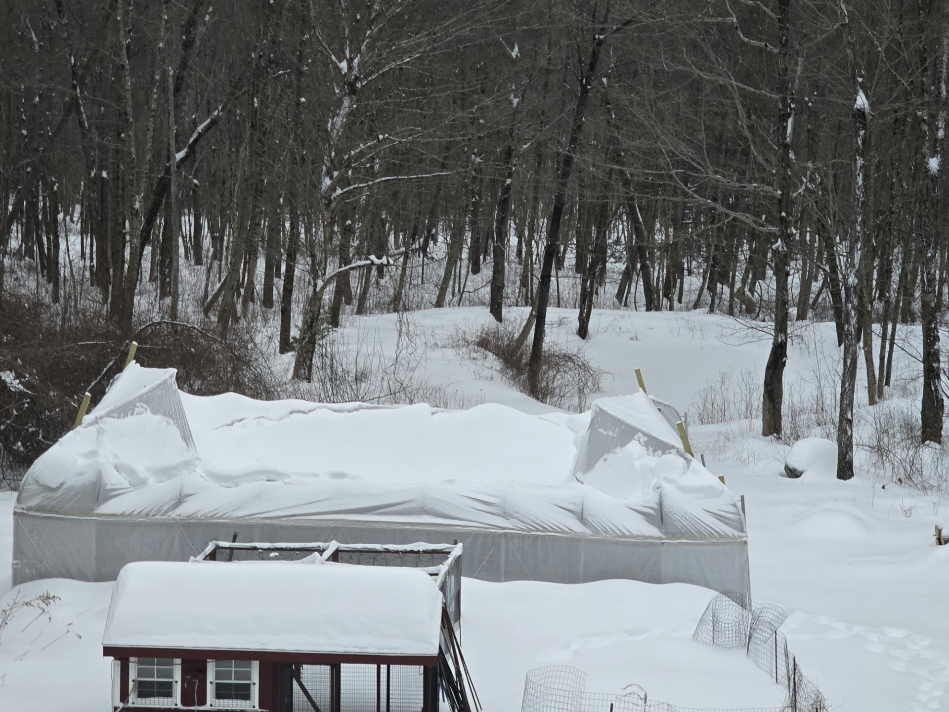 A snowy landscape featuring a covered structure and a small red shed, surrounded by a wooded area.