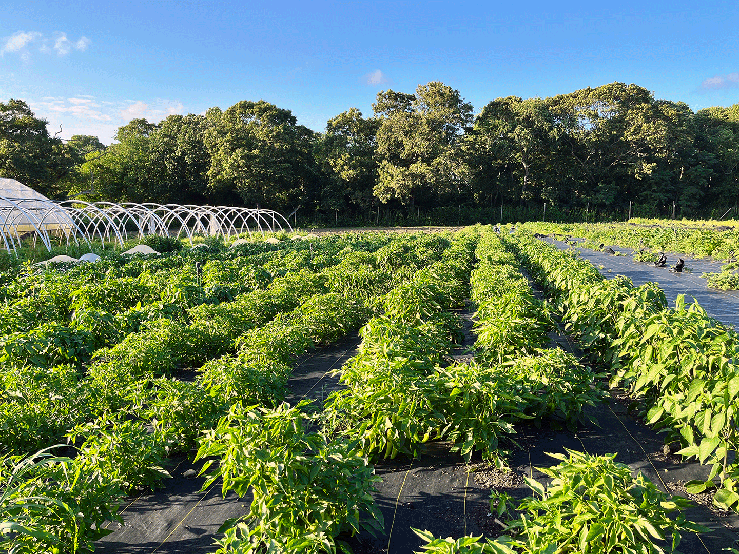 A lush green agricultural field with rows of healthy plants growing in black plastic mulch. In the background, white greenhouse structures are visible to the left, and a dense line of trees borders the field under a bright blue sky.