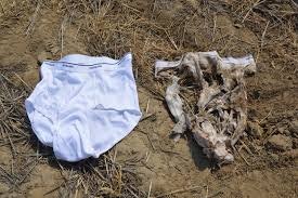 A pair of white underwear and animal bones on dry ground.