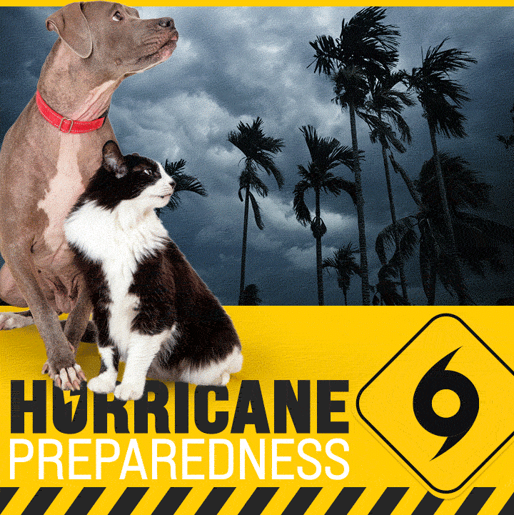 The image features a dog and cat with a stormy background, promoting hurricane preparedness.