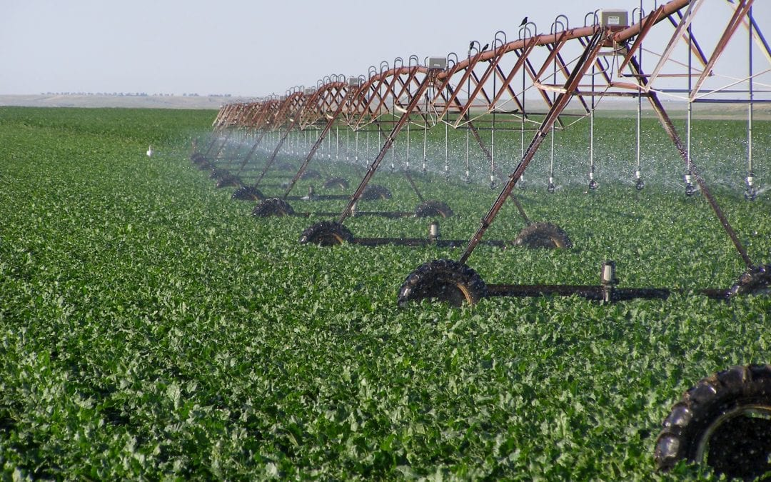 The image shows a field of green crops being irrigated by a large sprinkler system.