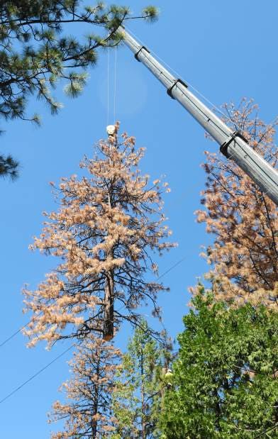 May contain: tree and plant