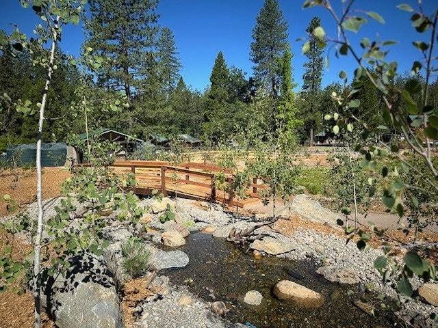 A wooden bridge over a stream, surrounded by young trees and rocks, with a backdrop of a forest.