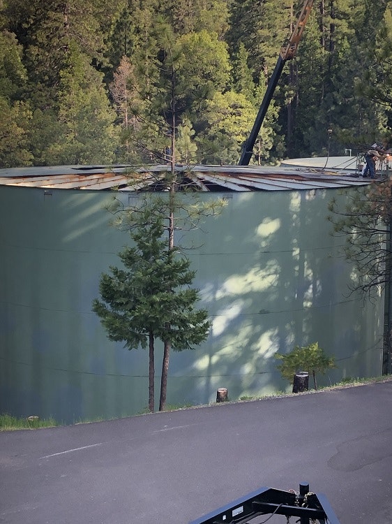 May contain: plant, tree, fir, abies, human, person, and conifer