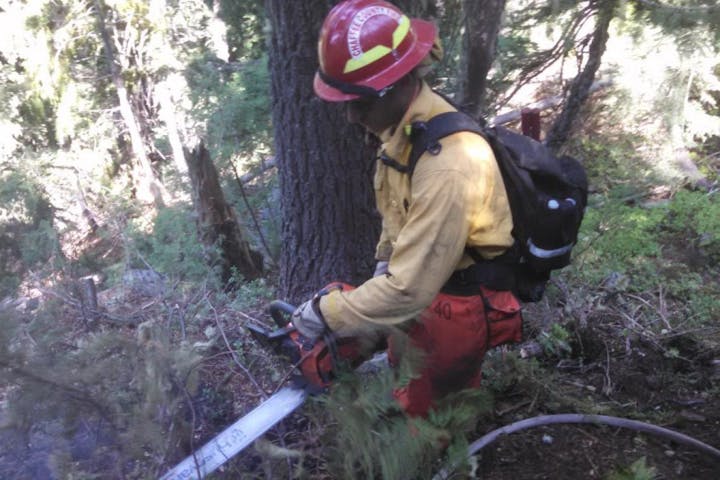 A person in a yellow shirt and red helmet uses a chainsaw in a forested area, likely engaged in forestry work.