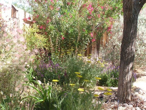 May contain: garden, nature, outdoors, plant, vegetation, herbal, herbs, backyard, yard, land, tree, woodland, grove, flower, architecture, building, cottage, house, and housing